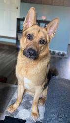 Lost Male Dog last seen polk & crest , Los Angeles, CA 91342