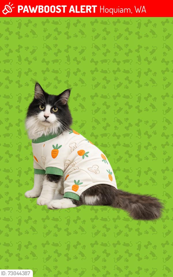 Lost Male Cat last seen Maple and O street near Delta Park, Hoquiam, WA 98550