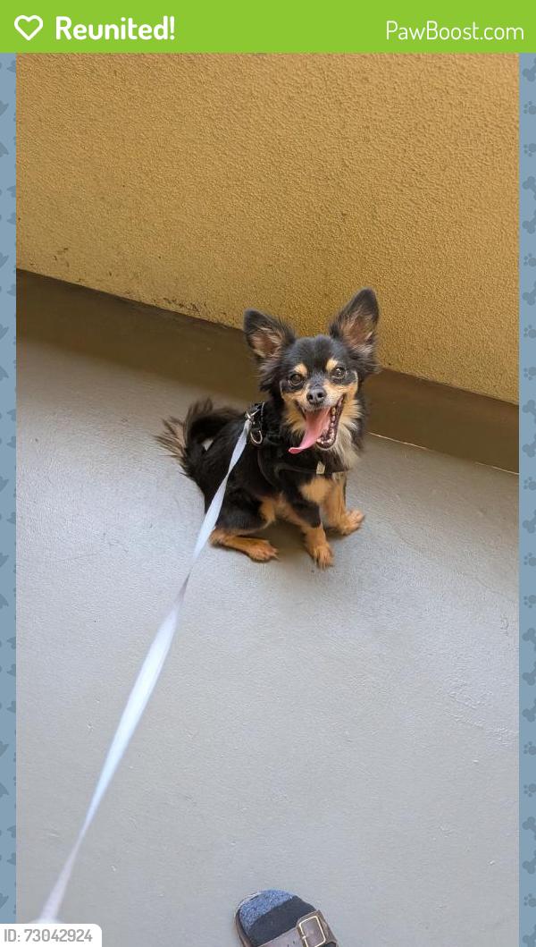 Reunited Male Dog last seen Alessandro Blvd, Moreno Valley, CA, USA, Moreno Valley, CA 92551