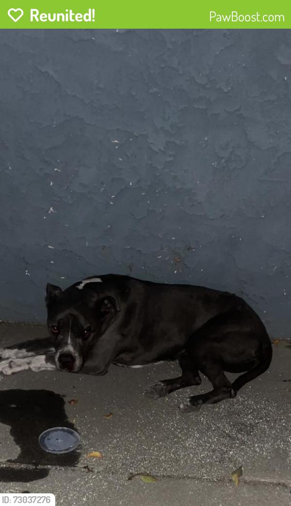 Reunited Female Dog last seen Pacoima, Los Angeles, CA, USA, Los Angeles, CA 91331