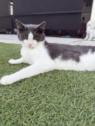 Reunited Male Cat last seen 9th Pl, Cape Coral, FL 33909