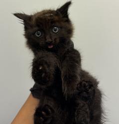 Shelter Stray Male Cat last seen Near Vacation Road, San Diego, CA, 92109, 5500 Gaines St, San Diego, CA 92110, USA