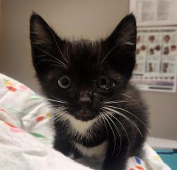 Shelter Stray Male Cat last seen Near Chapman Street, OAKLAND, CA, 94601, 8323 Baldwin St, Oakland, CA 94621, USA