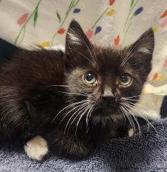 Shelter Stray Female Cat last seen Near Chapman Street, OAKLAND, CA, 94601, 8323 Baldwin St, Oakland, CA 94621, USA