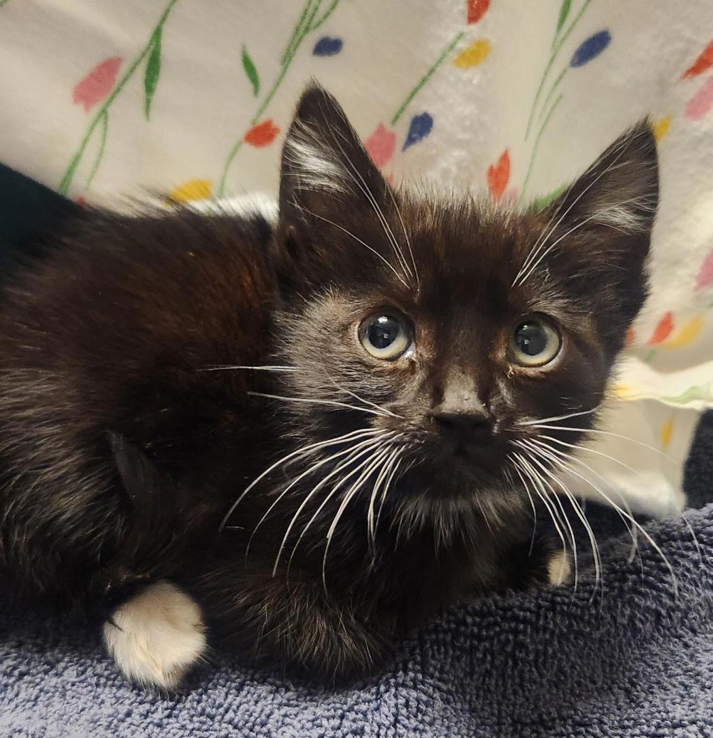 Shelter Stray Female Cat last seen Near Chapman Street, OAKLAND, CA, 94601, 8323 Baldwin St, Oakland, CA 94621, USA