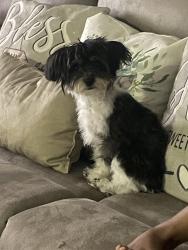 Lost Female Dog last seen Winslo , Arlington, TX 76015