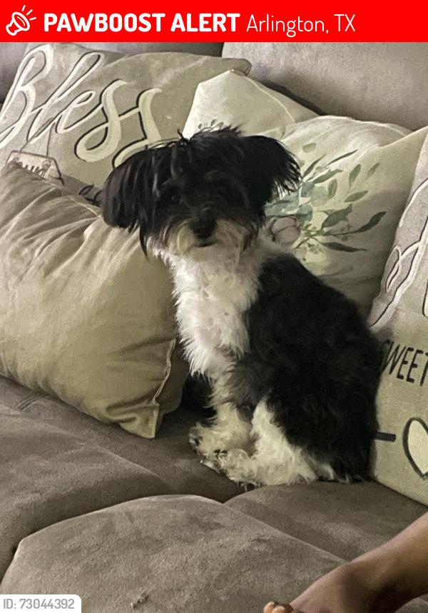 Lost Female Dog last seen Winslo , Arlington, TX 76015