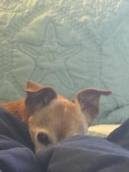 Reunited Female Dog last seen Near renz ln Gilroy , Gilroy, CA 95020