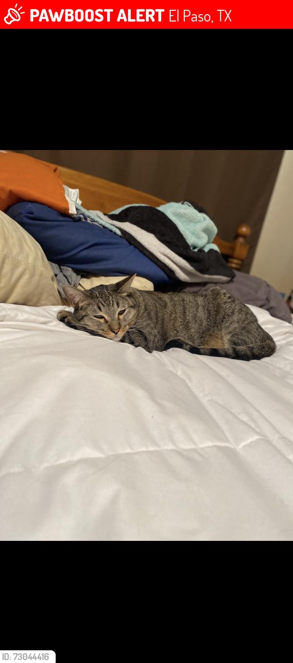 Lost Male Cat last seen Alabama, tramway, Piedras, El Paso, TX 79930