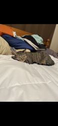 Lost Male Cat last seen Alabama, tramway, Piedras, El Paso, TX 79930
