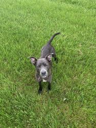 Lost Female Dog last seen NE Missouri Road & NE Independence avenue, Lee's Summit, MO 64086