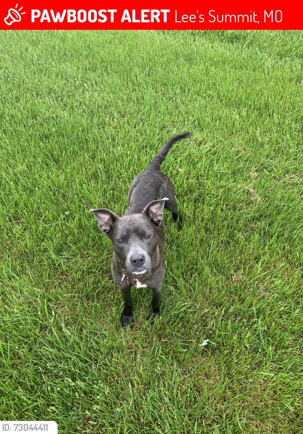 Lost Female Dog last seen NE Missouri Road & NE Independence avenue, Lee's Summit, MO 64086