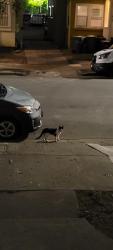 Found/Stray Unknown Cat last seen 38th and Clarke, Oakland, CA 94609