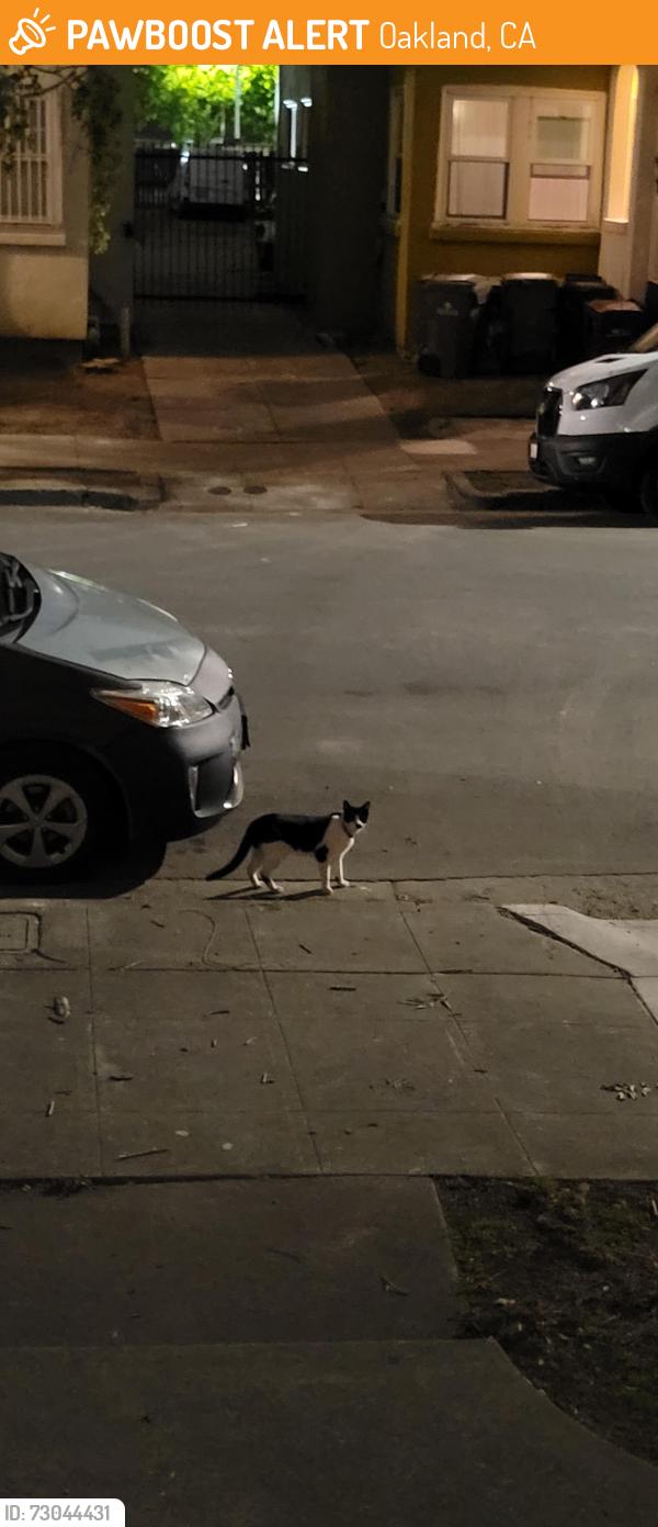 Found/Stray Unknown Cat last seen 38th and Clarke, Oakland, CA 94609