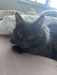 Reunited Female Cat last seen Deerford Rd, Toronto, ON M2J 3J3