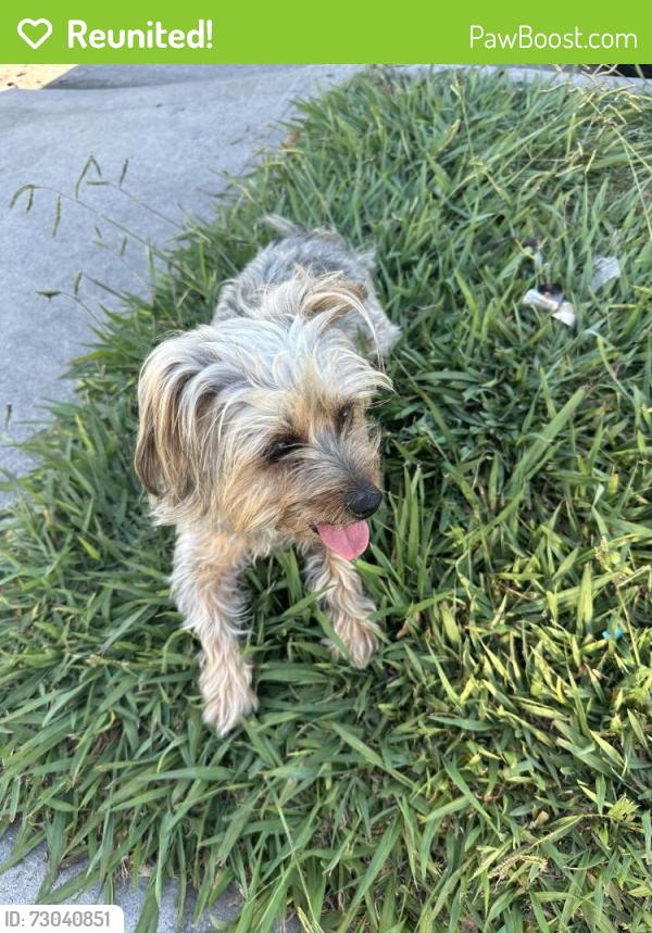 Reunited Male Dog last seen Violeta and Civic Center, Hawaiian Gardens, CA 90716