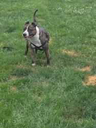 Found/Stray Female Dog last seen Wistaria street & Montour street , Philadelphia, PA 19115