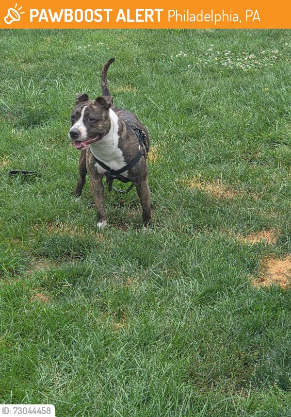 Found/Stray Female Dog last seen Wistaria street & Montour street , Philadelphia, PA 19115