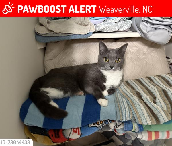 Lost Female Cat last seen At home, Weaverville, NC 28787