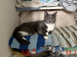 Lost Female Cat last seen At home, Weaverville, NC 28787