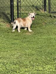 Found/Stray Unknown Dog last seen Risen star drive /nightshade drive dog park, Murfreesboro, TN 37128