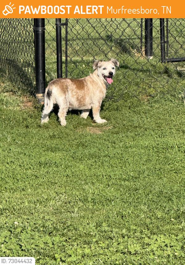 Found/Stray Unknown Dog last seen Risen star drive /nightshade drive dog park, Murfreesboro, TN 37128