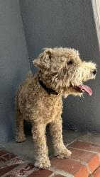 Found/Stray Male Dog last seen Sunflower and badillo, Covina, CA 91724