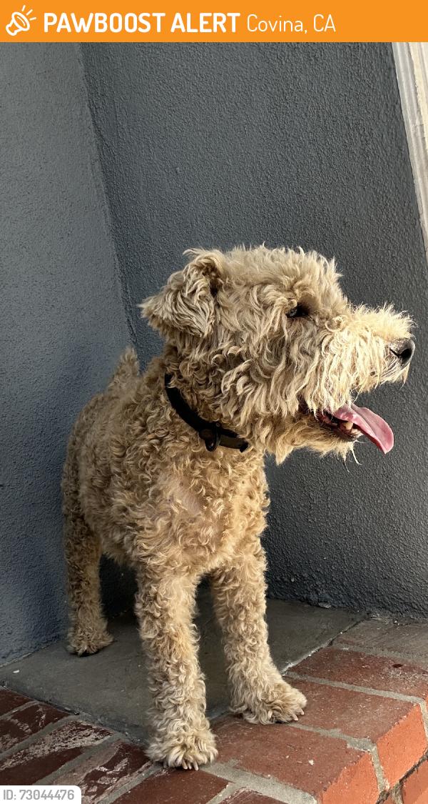 Found/Stray Male Dog last seen Sunflower and badillo, Covina, CA 91724