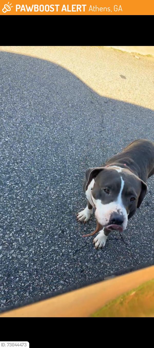 Found/Stray Female Dog last seen Bradford ct and burkland dr , Athens, GA 30601