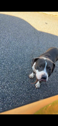Found/Stray Female Dog last seen Bradford ct and burkland dr , Athens, GA 30601