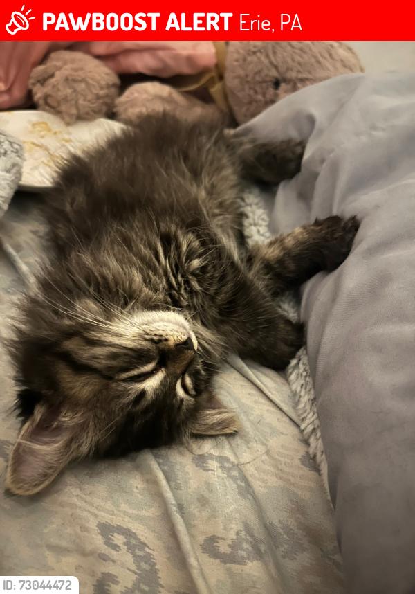 Lost Female Cat last seen 30th Pennsylvania, Erie, PA 16504