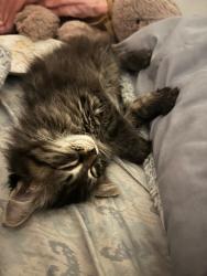 Lost Female Cat last seen 30th Pennsylvania, Erie, PA 16504