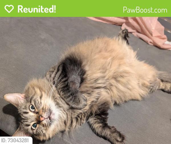 Reunited Male Cat last seen Kennet valley community centre , Calcot, England RG31 7BP