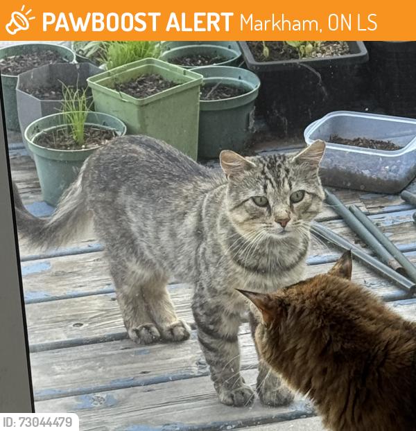 Found/Stray Male Cat last seen Markham road and 14th, Markham, ON L3S
