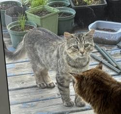 Found/Stray Male Cat last seen Markham road and 14th, Markham, ON L3S