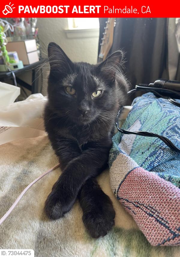 Lost Male Cat last seen e avenue r-4 & cardiff st by Palmdale highschool, Palmdale, CA 93550