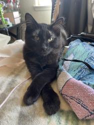 Lost Male Cat last seen e avenue r-4 & cardiff st by Palmdale highschool, Palmdale, CA 93550