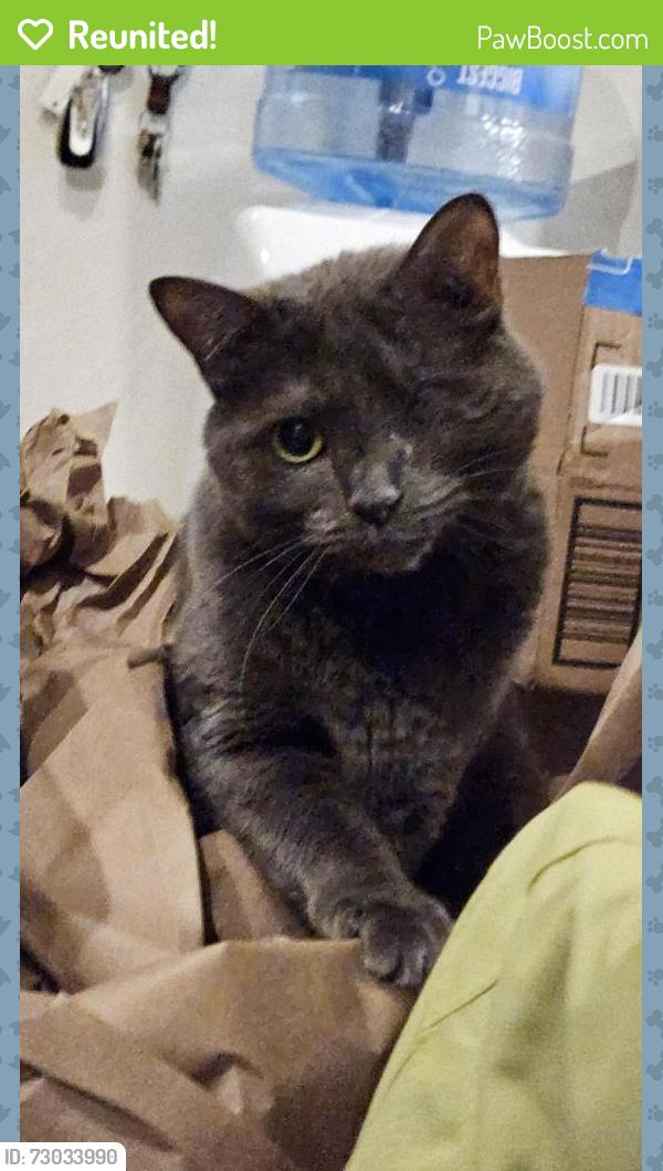 Reunited Female Cat last seen Cherry Run Rd, Hedgesville, WV 25427