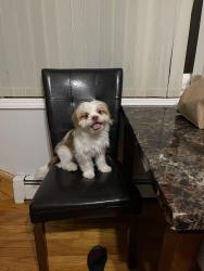 Lost Male Dog last seen Near , Queens, NY 11426