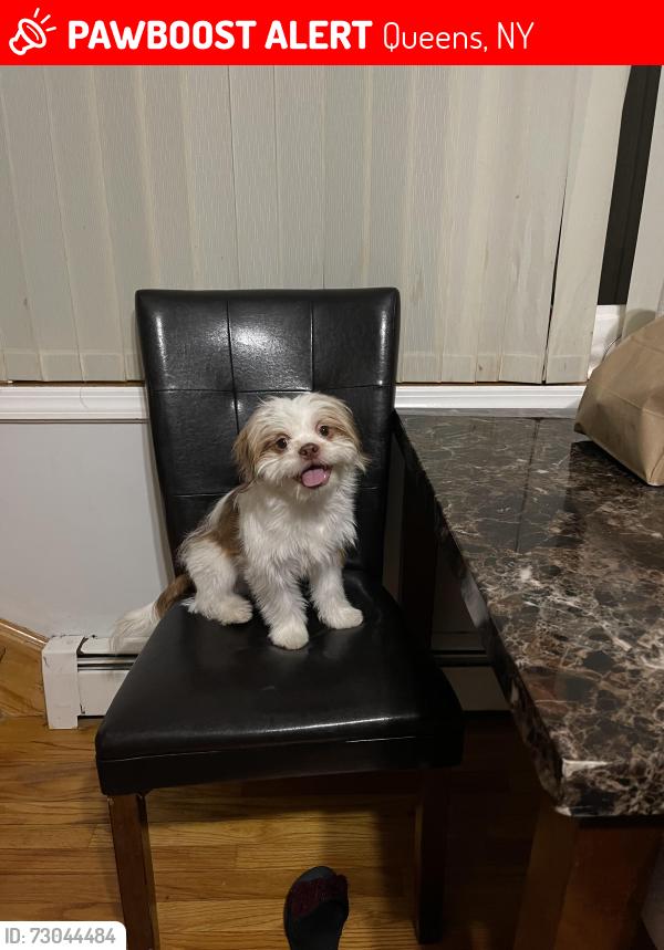 Lost Male Dog last seen Near , Queens, NY 11426