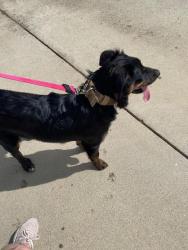 Reunited Unknown Dog last seen Mountain Meadow and Oak Ridge, Escondido, CA 92026