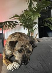 Reunited Female Dog last seen Pinetree and orielle, Panama City Beach, FL 32408