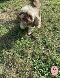 Found/Stray Male Dog last seen Chattey road Desoto, DeSoto, TX 75115