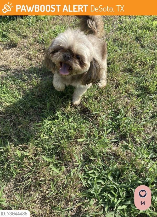 Found/Stray Male Dog last seen Chattey road Desoto, DeSoto, TX 75115