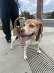 Reunited Male Dog last seen Valley, Fontana, CA 92335