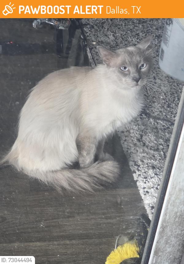 Found/Stray Male Cat last seen Mcree rd , Dallas, TX 75238