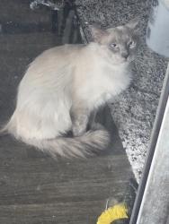 Found/Stray Male Cat last seen Mcree rd , Dallas, TX 75238