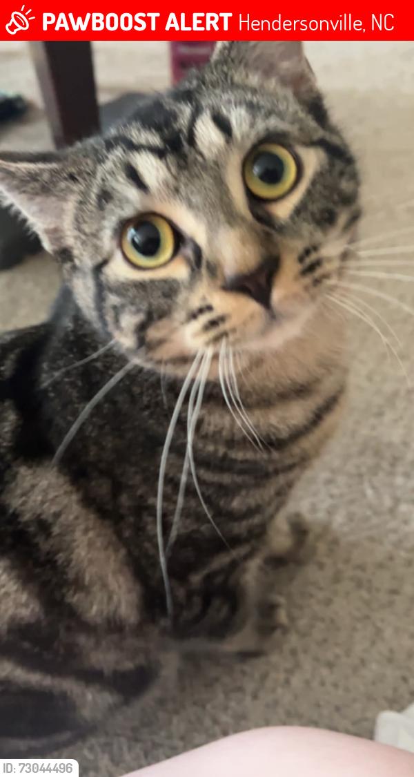 Lost Male Cat last seen North Henderson High School, Hendersonville, NC 28792