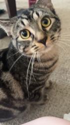 Lost Male Cat last seen North Henderson High School, Hendersonville, NC 28792