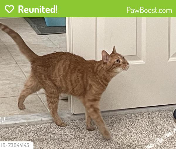 Reunited Male Cat last seen Chartered creek Pl and Coton Commons, Lansdowne, VA 20176